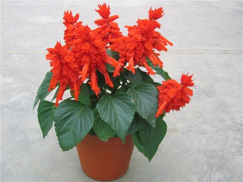 成都花卉租赁公司哪家好? 成都花卉租赁公司哪家好?