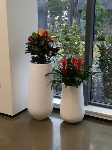 植物租赁一般会选择哪些品种? 植物租赁一般会选择哪些品种?