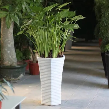 公司不同场所该怎么去租摆植物? 公司不同场所该怎么去租摆植物?