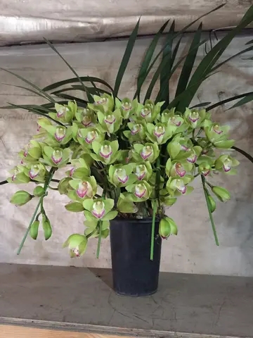 植物租赁一般会选择哪些品种? 植物租赁一般会选择哪些品种?