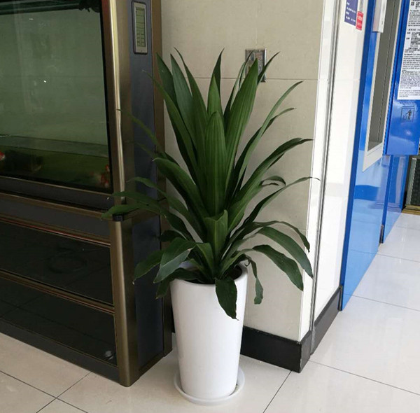 植物租赁 植物租赁