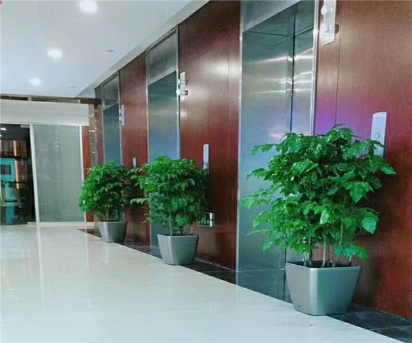 绿宝(苗).jpg