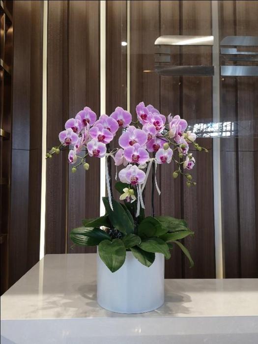 植物租赁行业发展前景好吗? 植物租赁行业发展前景好吗?